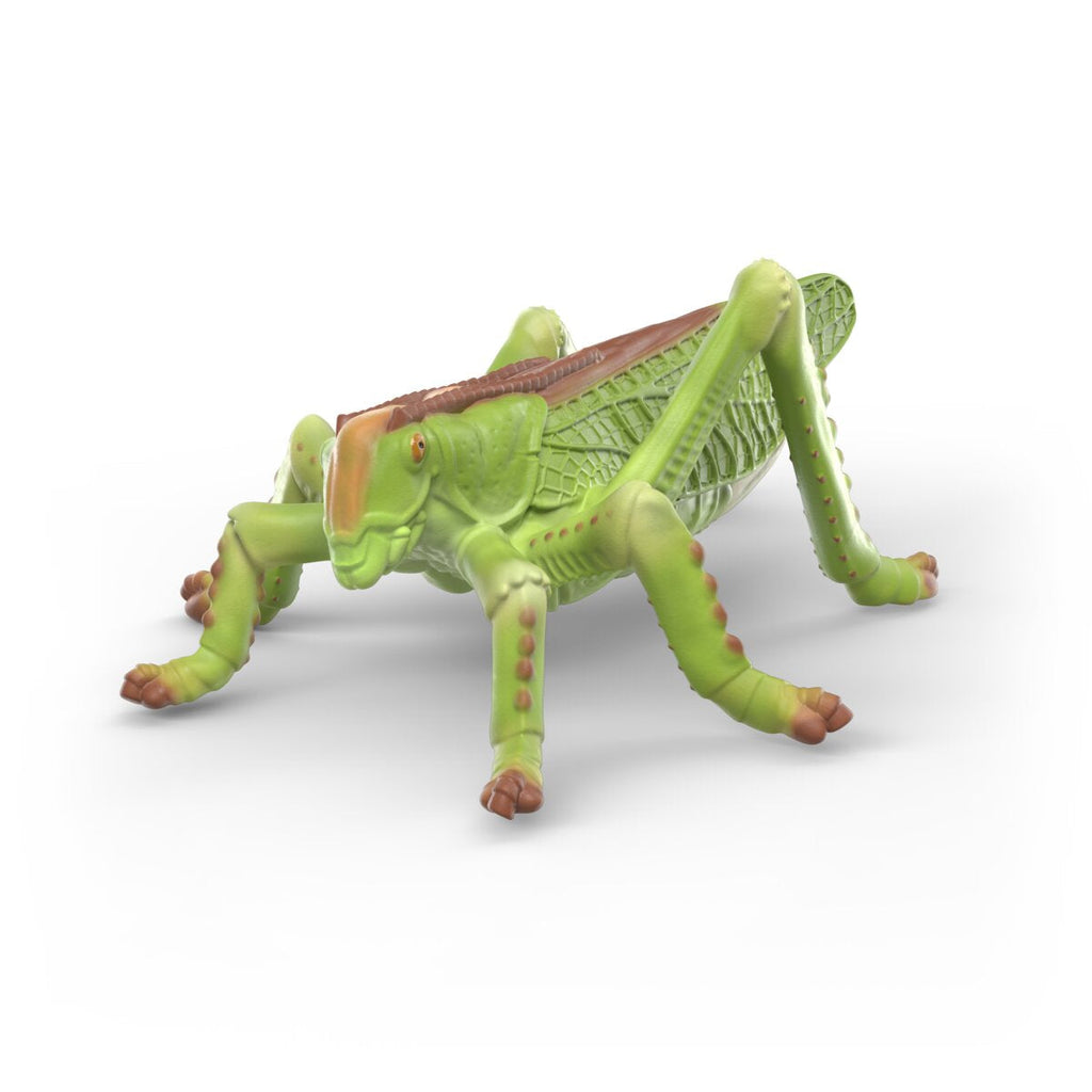 Insects discovery set
